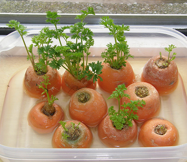 Ngâm cuống cà rốt vào nước ấm chúng sẽ nhanh chóng nảy mầm xanh.