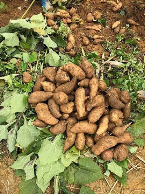 Sâm khoai còn có tên gọi là Địa Tàng Thiên, sâm đất được trồng ở vùng núi cao Y Tý, huyện Bát Xát, tỉnh Lào Cai. Ảnh: Người tiêu dùng.