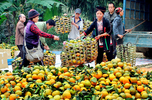Huyện Hàm Yên (Tuyên Quang) cũng nổi tiếng cả nước bởi trái cam thơm ngon nức tiếng. Ảnh: Dangcongsan.