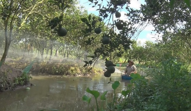 Thị xã Ngã Bảy (Hậu Giang) là 1 trong những địa phương có diện tích trồng cam sành lớn của tỉnh. Dọc theo tuyến đường về các xã Đại Thành, Tân Thành (thị xã Ngã Bảy) không khó nhận ra nhiều vựa nông sản chuyên thu mua cam sành với số lượng lớn. Ảnh: Haugiang.