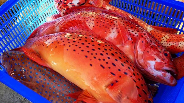 Nằm trong nhóm hải sản quý hiếm, cá mú đỏ có giá bán lên tới gần 1 triệu đồng/kg, được giới nhà Viết ưa chuộng. Ảnh: Youtube.