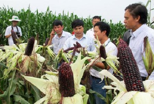 Ngoài ra, ngô tím còn có thể trồng được các vụ trong năm. Ảnh: LeCanFruits.