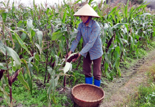 Ngô nếp tím trồng thử nghiệm ở xã Bình Dương, huyện Đông Triều, Quảng Ninh. Ảnh: Baoquangninh.