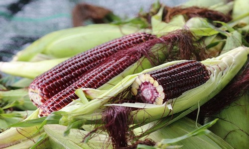 Khi ăn sống, bắp tại vườn rất giòn, ngọt và mát. Ảnh: Baovinhlong.