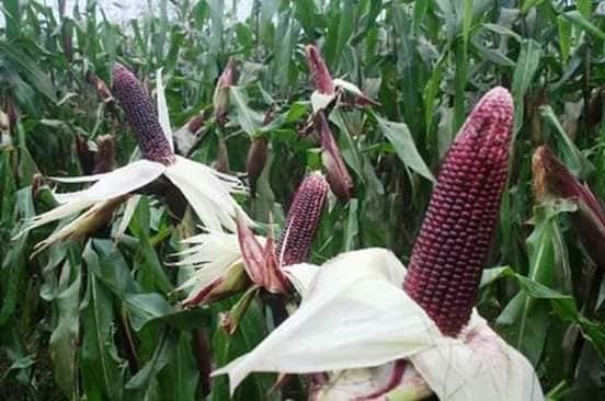 Giống ngô tím cho bắp to đều, màu tươi đẹp hạt bóng. Ảnh: Vietgap.