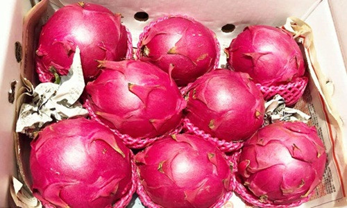 Khoảng giữa tháng 11, một số cửa hàng trái cây nhập khẩu ở Hà Nội bắt đầu bán loại thanh long ruột đỏ Đài Loan với giá từ 300.000 - 400.000 đồng/kg. Ảnh: FB Huyền Hoàng.