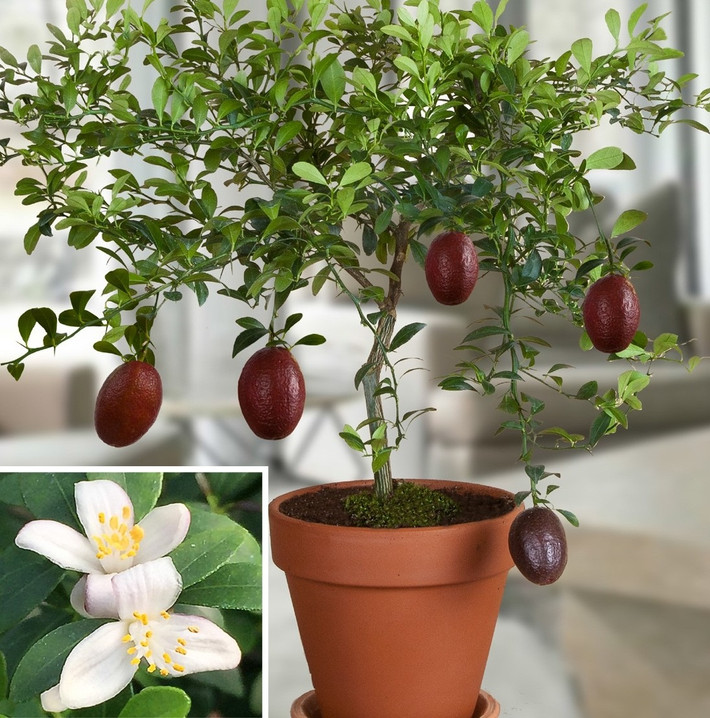 Đây là giống cây được lai giữa chanh ngón tay đỏ có nguồn gốc từ Úc và một loại quýt lai. Ảnh: Logee's Greenhouses.