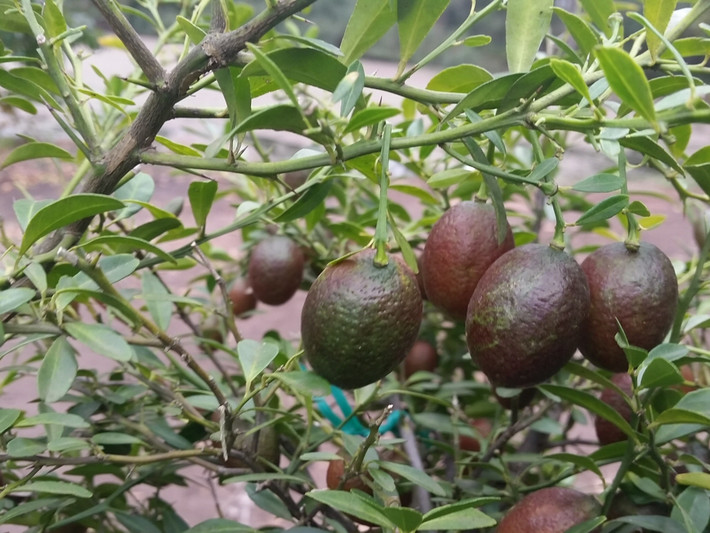 Theo người bán, chanh đỏ có thể ra hoa và đậu quả sau 10 - 12 tháng trồng. Ảnh: Gardening With Angus.