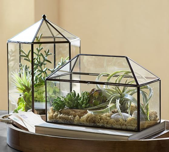 Dương xỉ, rêu, các loài xương rồng, hoa đá… là các loại cây lý tưởng để tạo tiểu cảnh trong bình thủy tinh. Ảnh: Pottery Barn.
