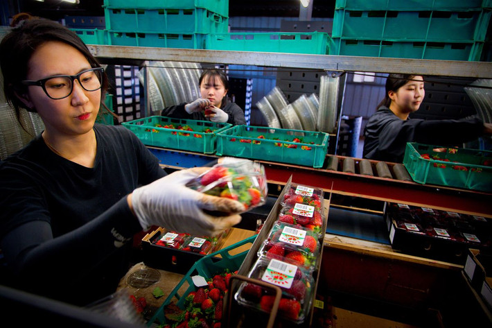 Trong khi đó, Woolworths ngừng nhập loại trái cây này từ 6 nhà cung cấp bị nghi ngờ. Ảnh: Vox.