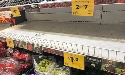 Ảnh hưởng từ cuộc khủng hoảng này, một số siêu thị lớn tại Australia như Coles và Aldi phải loại bỏ dâu tây ra khỏi các kệ hàng. Ảnh: NY Times.