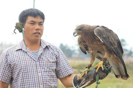 Loại Đại bàng đỏ này thường xuất hiện ở khu vực Núi gốm-Huyền Sơn. Giá một con lên tới khoảng 15-20 triệu đồng.