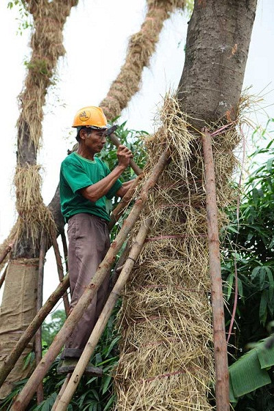 "Sau khi di dời, cây sẽ không còn tán để bảo vệ khỏi tia bức xạ mặt trời, bộ rễ chưa phát triển cũng khiến việc hút nước bị hạn chế. Chúng tôi phải sử dụng rơm, bao tải bọc quanh để tránh ánh nắng, giúp giữ nước và giảm thiểu sự thoát nước từ thân cây", ông Mừng cho biết thêm. Ảnh Thân cây được bọc bằng rơm và bao tải để tránh ánh sáng mặt trời cũng như giữ nước giúp cây phát triển.