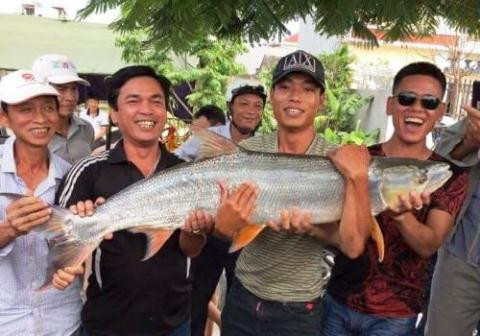 Hồi tháng 10, một cần thủ ở Hải Phòng đã câu được con cá măng có kích thước khổng lồ so với những con cá măng thường thấy. Con cá nặng 17 kg, dài gần 1,4 m. Nguồn ảnh: Đất Việt.