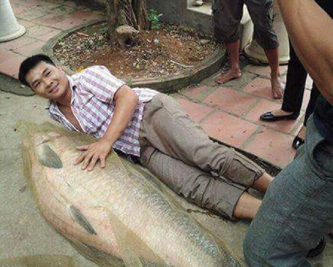 Con cá trắm bắt được ở khu vực hồ Núi Cốc (huyện Đại Từ, tỉnh Thái Nguyên) vào chiều 12/7 vừa qua nặng tới 52kg. Chú cá khổng lồ này cần tới 3-4 người để khiêng mới xuể. Nguồn ảnh: FB.