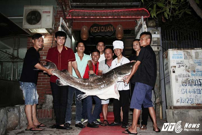 Ngày 6/11, một nhà hàng ở Cầu Giấy, Hà Nội đã "săn" được một con cá lăng đen "siêu khủng" dài 2 mét, nặng 70kg. Con cá này được vận chuyển qua đường hàng không để ra Hà Nội. Nguồn ảnh: VTC News