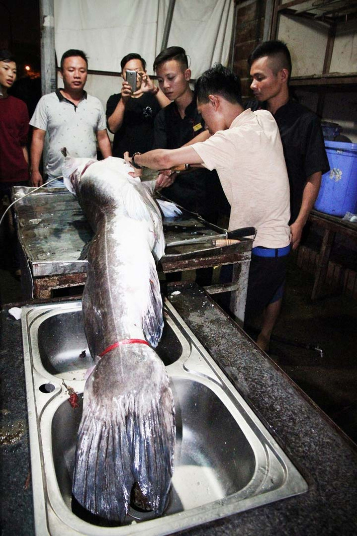 Cá Lăng là loài cá quý hiếm, nằm trong "ngũ quý hà thủy" thường được dùng làm sản vật tiến Vua thời xưa. Trong đó, cá lăng đen (một loài cá Lăng) là cá bản địa nước ngọt, sống ở vùng sông suối, thác ghềnh. Ở Việt Nam, cá lăng đen sinh sống chủ yếu ở các vùng sông suối vùng núi Tây Bắc, khu vực Tây Nguyên, sông Đồng Nai...