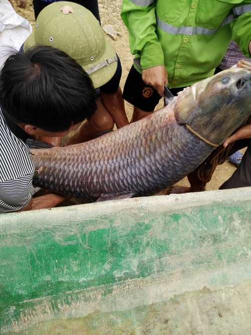 Con cá trắm vừa bắt được là một trong số ít, hiếm hoi đạt kích thước lớn đến vậy. Nguồn ảnh: Dân Việt.