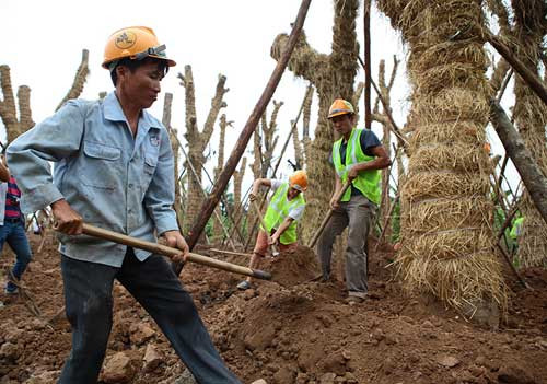Ông Trần Nam Mừng, Phó tổng giám đốc Công ty Beepro cho biết, mặc dù việc di dời cây ban đầu gặp nhiều khó khăn cả về thời tiết lẫn địa thế trồng cây thế nhưng đến nay sau khi đánh chuyển và chăm sóc thành công, tỉ lệ sống sót của các cây lên đến 100%, vượt xa so với dự kiến ban đầu. Ảnh công nhân chuyên về việc tưới, kiểm tra bọc thân vỏ và 2 kỹ thuật viên chỉ đạo chung thường trực chăm sóc cây.
