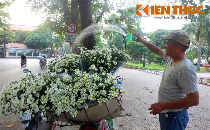 Mỗi lần loài hoa này xuống phố, người ta bất chợt nhận ra, mùa đông đang về. Hoa cúc họa mi chỉ nở có 1 mùa duy nhất, vào thời khắc chớm đông, và trong thời gian rất ngắn, khoảng 2,3 tuần rồi lại hết.