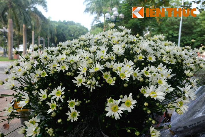 Cúc họa mi có nhiều tên gọi khác nhau. Một tên phổ biến nhất theo tiếng Anh là Daisy (hoặc bắt nguồn từ một từ là từ Saxon, day's eye có nghĩa là "con mắt ban ngày", có lẽ vì hoa nở cùng với ánh sáng ban mai và khép lại cánh trắng khi chiều xuống).