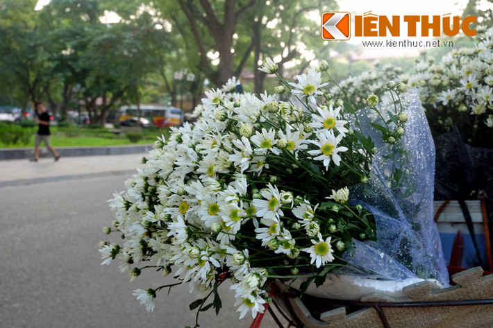 Bất cứ ai đi đường cũng bị loài hoa nhỏ bé này thu hút.