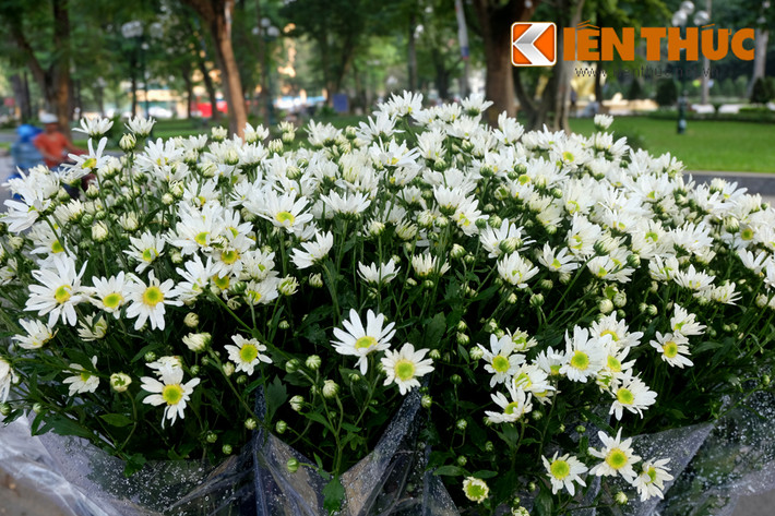 Cúc học mi được trồng nhiều tại Quảng An, Tứ Liên (quận Tây Hồ, Hà Nội).
