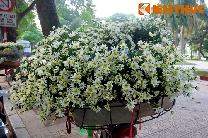 Một xe chở đầy cúc họa mi trên đường Thanh Niên (Hà Nội).