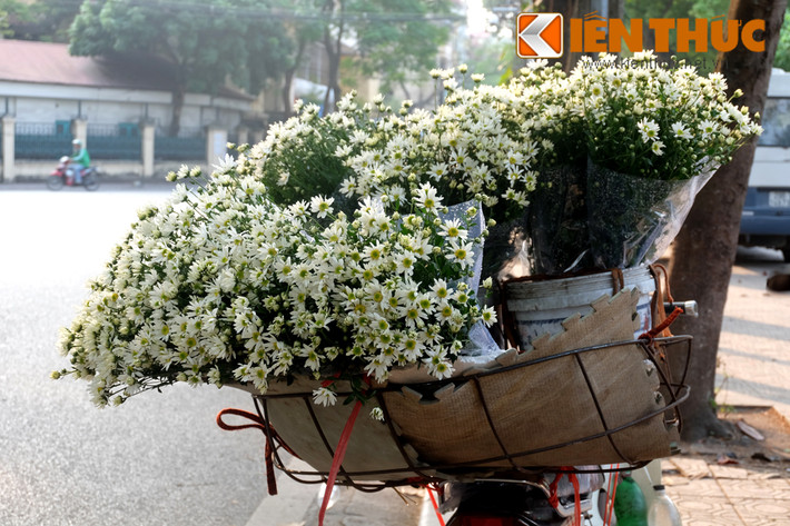 Trong những ngày nắng nhẹ của tháng 11, những bông cúc họa mi theo gánh hàng hoa len lỏi khắp phố phường Hà Nội.