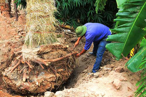 Vị đại diện này cho biết, tại những vị trí đầu cành, vị trí cắt tán trên thân cây đều được trát xi măng trộn cùng với dược liệu chống nấm mối, vừa giúp vết thương mau lành. Sau một thời gian chăm sóc cây sẽ đâm chồi, đẩy những mảng xi măng này ra ngoài hoặc mọc chùm qua. Bộ rễ của cây cũng được cắt tỉa lại những đoạn rễ bị dập, vỡ.