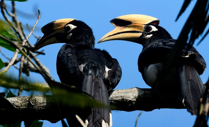 Cao cát phượng phương đông đậu trên cây trong vườn quốc gia Chitwan, Nepal.(Nguồn Guardian)