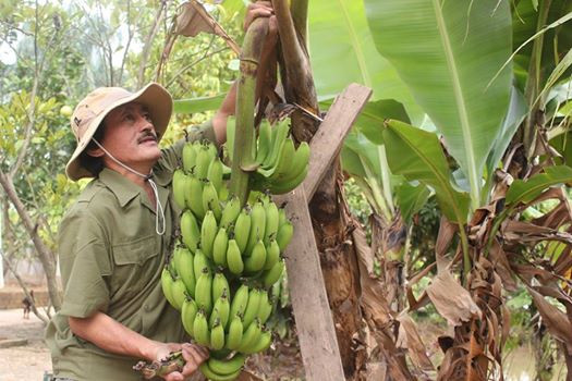 Trong số các nghệ sĩ Việt về quê làm trang trại, danh hài Giang còi là người sở hữu khu vườn rộng hàng nghìn m2 ở vùng ngoại ô Hà Nội.