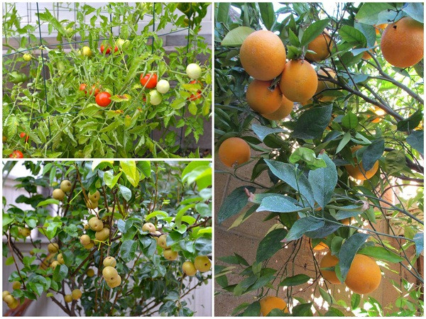 Các loại rau như cà chua, mướp, các loại cây ăn quả như cam, ổi, quýt... giúp gia đình nữ ca sĩ có thêm thực phẩm sạch.