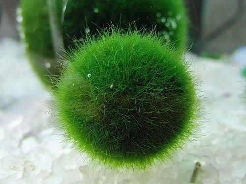 Trên thị trường, giá tảo cầu thủy sinh loại nhỏ (1-2,5cm) dao động từ 50.000 - 60.000 đồng, với loại kích thước lớn (3-5cm) là 120.000 đồng.