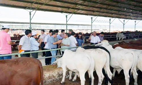 Mới đây, theo thông tin của nhiều tờ báo điện tử, Công ty CP Hoàng Anh Gia Lai của bầu Đức lên kế hoạch nuôi bò tại Hà Tĩnh với quy mô lên đến 100.000 con. Dự án quy hoạch thành 3 vùng gồm: vùng nguyên liệu trồng cỏ, vùng chăn nuôi và trạm trung chuyển với tổng mức đầu tư dự kiến khoảng 80-100 triệu USD.