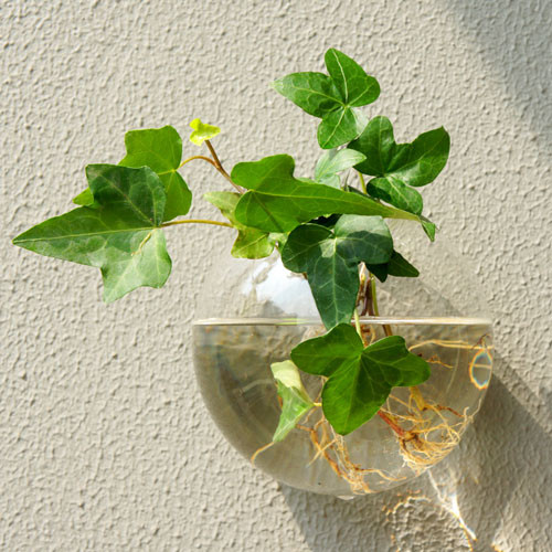 Chỉ cần thả vào nước, dây thường xuân sẽ mọc rễ và sống dễ dàng. Chậu thường xuân có thể đặt bên bàn, treo tượng, đặt lên kệ để làm xanh không gian sống.