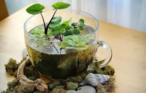 Béo cái là loài cây thủy sinh dễ trồng và dễ chăm sóc. Cây phát triển rất tốt ở đất mùn, nước nhiều dinh dưỡng. Bạn có thể mua một bình thủy tinh và thả bèo cái. Với màu xanh mướt mắt, chậu cảnh nhỏ sẽ làm chiếc bàn làm việc thêm sinh động. Bèo cái có giá 30.000 - 45.000 đồng/nhánh lớn.