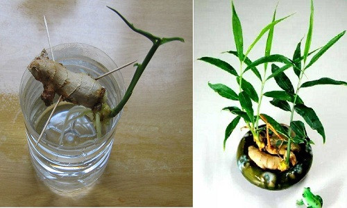 Nếu khéo léo và tận dụng những nhánh gừng bị mọc mầm trong nhà bếp, bạn có thể chỉ phải mua gừng một lần, mà sau đó đã có gừng sạch để sử dụng thoải mái hoặc làm thành chậu cây cảnh mini để bàn đẹp mắt bằng vài mẹo dưới đây.