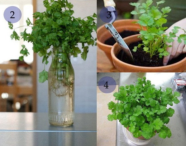 Nếu đặt nhánh rau mùi trong cốc nước, chúng sẽ phát triển rễ và thành cây. Ươm đến khi rễ đủ dài rồi trồng rau vào chậu đất. Đặt chậu ở nơi có nhiều ánh sáng, cung cấp đủ nước. Rau sẽ mọc rất tốt sau khoảng một tháng.