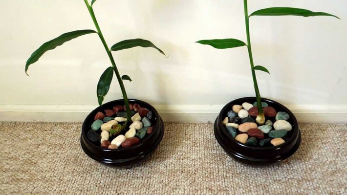 Gừng sẽ mọc rễ nhanh, hút nước và lên lá xanh. Để cây sinh trưởng tốt, bạn có thể đặt chậu gừng xinh xắn tại nơi thoáng gió và có ánh sáng chiếu nhẹ.