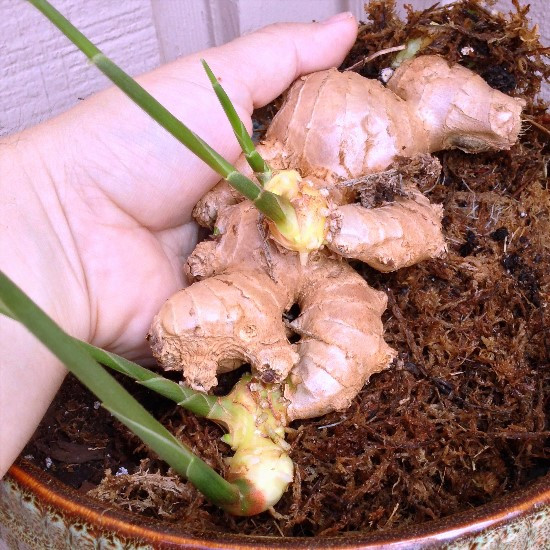 Một cách đơn giản khác để "hồi sinh" gừng tại nhà. Sau khi gừng mọc rễ bằng cách trồng thủy sinh kể trên, bạn vớt nhánh gừng ra và trồng vào chậu đất. Hoặc cách khác, từ chính nhánh gừng mọc mầm, có thể trồng trực tiếp xuống chậu đất.