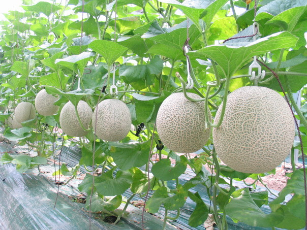 Dưa lưới cỡ nhỏ ưa ánh sáng thích hợp trồng thành từng giàn nhỏ ở ban công hoặc sân thượng nhà phố. Với những thùng xốp có dung tích 40 lít thì trồng khoảng 1 - 2 cây dưa.