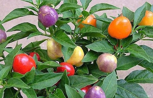 Ngoài ra, nhiều người có thể chọn mua hạt giống ớt (giới bán hàng đặt tên ớt bi mix) đang được rao bán trên thị trường với giá 35.000 – 40.000 đồng/gói. Giống ớt kiểng này cho nhiều quả, màu sắc khác nhau, khá rực rỡ.