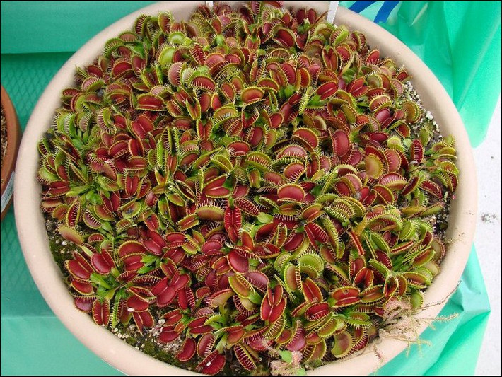 Anh Nguyễn Anh Tuấn (chủ shop cây bắt mồi) cho biết: "Chỉ tính riêng đầu tuần tháng 6, cửa hàng đã có gần 200 đơn hàng mua cây bắt mồi. Đặc biệt những cây nhận đầy đủ nắng trong ngày, lá có màu đỏ đẹp mắt bán chạy hơn cả".