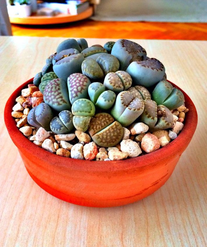 Khi chưa ra hoa, nhìn thạch lan lithops rất lạ mắt. Trên thị trường, giá thạch lan dao động từ 75.000 - 150.000 đồng/chậu (tùy số lượng cây trong mỗi chậu).