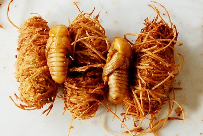 Chúng thường sống trên ngọn dừa. Dù đuông đục khoét làm hỏng dừa nhưng đuông dừa ăn rất ngon, lại bán được giá nên đuông là đặc sản độc đáo có một không hai ở những xứ dừa đồng bằng sông Cửu Long. Giá đuông dừa dao động từ 10.000 - 20.000 đồng/con.