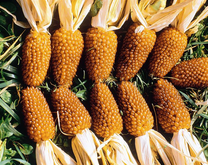 Ngoài màu đỏ tía quen thuộc, giống ngô dâu tây Zea Mays có thêm loại màu vàng nhưng hiếm hơn.