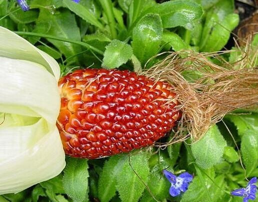 Hạt ngô dâu tây có vị ngọt, có thể dùng làm salad hoặc làm bắp rang bơ khá ngon. Trong hạt ngô dâu tây chứa nhiều chất chống oxy hóa và chất xơ, rất phù hợp cho người kiêng. Ngoài ra, ngô dâu tây còn chứa vitamin C, protein...