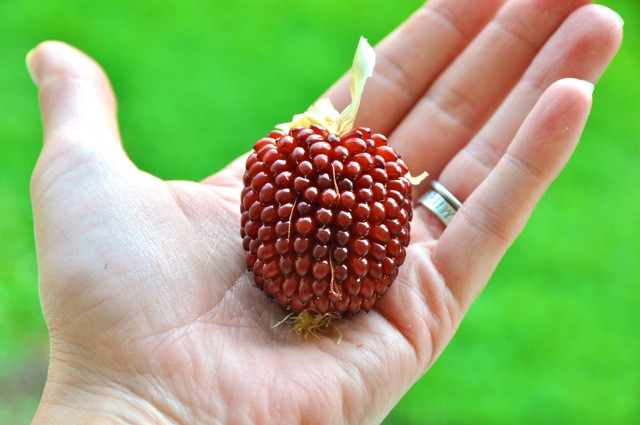 Hạt giống ngô lai cực lạ này cho giống ngô có hình dáng giống hệt trái dâu tây. Ngô dâu tây thuộc dòng ngô Zea Mays, có xuất xứ từ Nam Mỹ, rồi được nhân giống trồng phổ biến ở nhiều nước.
