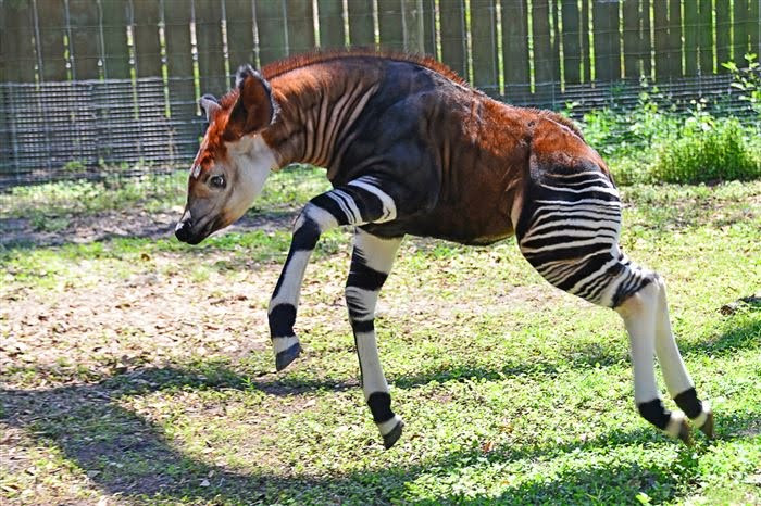 Okapi là họ hàng duy nhất còn lại trên thế giới, hiện chỉ còn được tìm thấy trong các khu rừng mưa nhiệt đới của Cộng hòa Congo. Mất môi trường sống và nạn săn bắn là mối đe dọa chính đối với sinh vật sắp biến mất khỏi thế giới này.